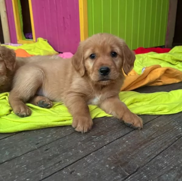 Disponibili dolcissimi cuccioli di Golden Retriever | Foto 1
