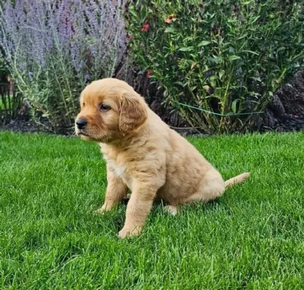Bellissimi cuccioli di Golden Retriever subito disponibili, | Foto 1