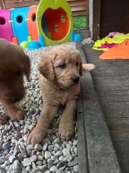 3 Cuccioli di Golden Retriever – Disponibili da Subito! | Foto 3