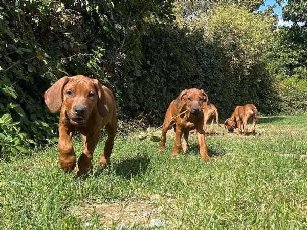 CUCCIOLE DI RHODESIAN RIDGEBACK CERCANO CASA | Foto 0