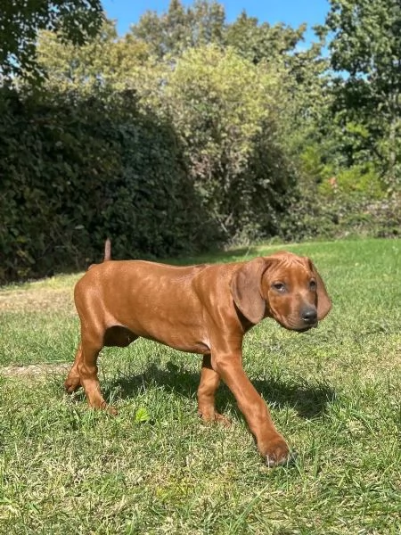 Cuccioli di Rhodesian Ridgeback dalla mentalità aperta | Foto 0
