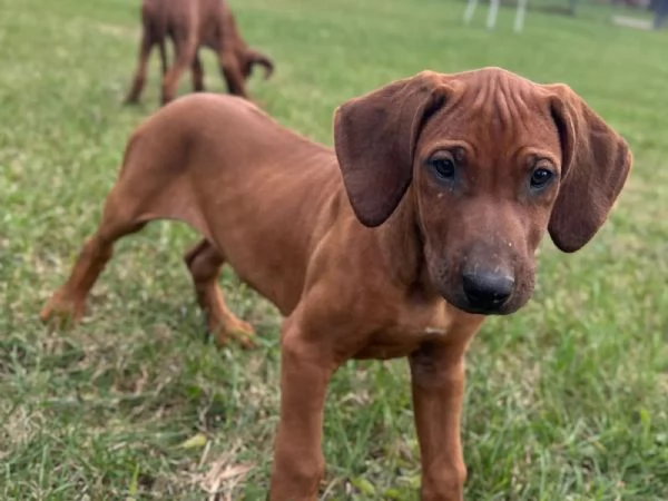 Cuccioli di Rhodesian Ridgeback dalla mentalità aperta
