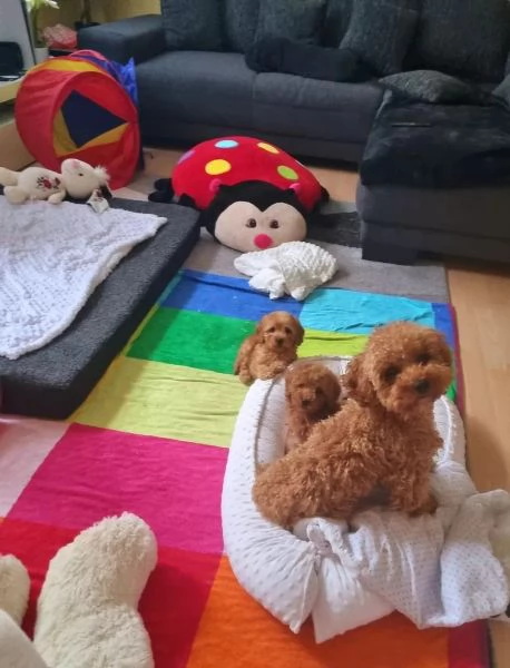 Barboncino Toy, maschi e femmine | Foto 5