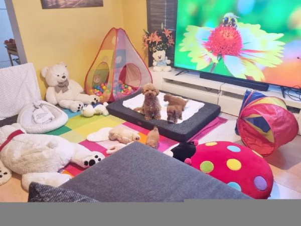 Barboncino Toy, maschi e femmine | Foto 4