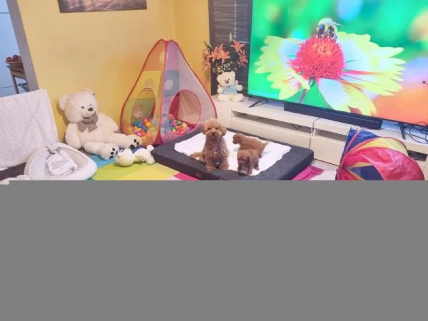 Barboncino Toy, maschi e femmine | Foto 3