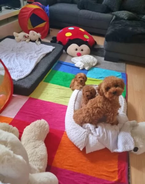 Cuccioli di barboncino toy sani, pronti per l'adozione. | Foto 2