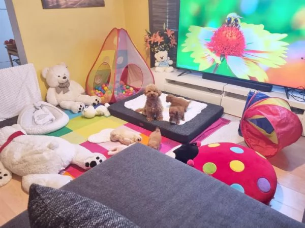 Cuccioli di barboncino toy sani, pronti per l'adozione. | Foto 1