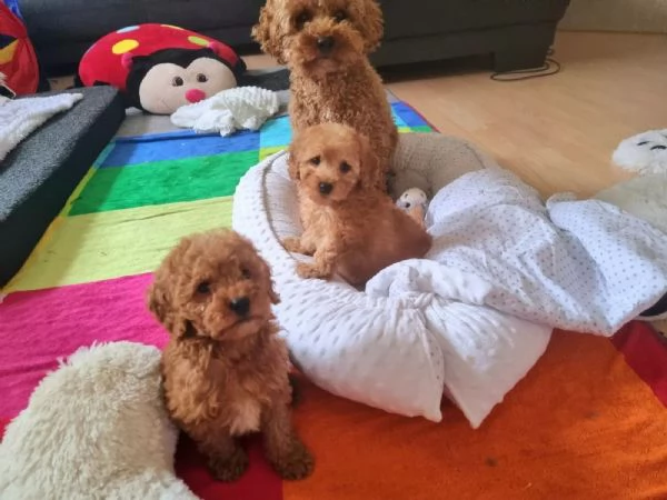 Cuccioli di barboncino toy sani, pronti per l'adozione. | Foto 0