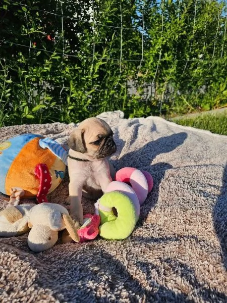Bellissimo cucciolo di carlino di quasi 3 mesi, con pedigree | Foto 2