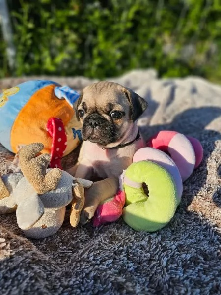 Bellissimo cucciolo di carlino di quasi 3 mesi | Foto 1
