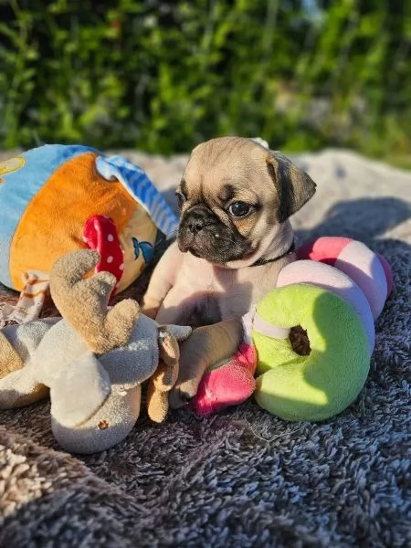 Bellissimo cucciolo di carlino di quasi 3 mesi | Foto 0