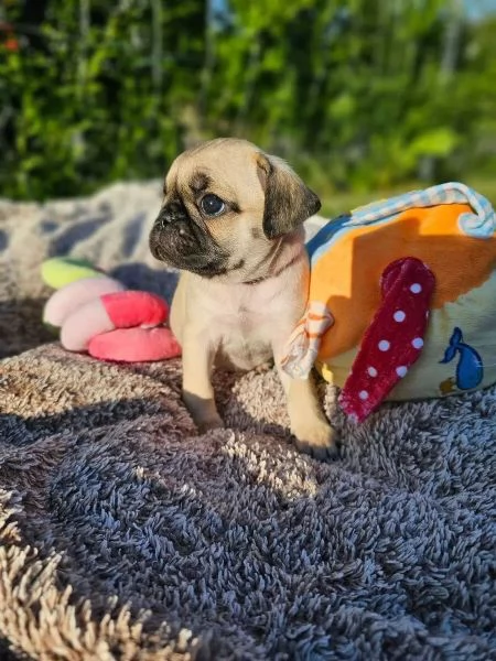 Adorabili cuccioli di carlino
