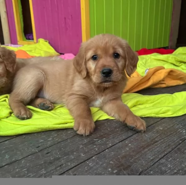 Disponibili cuccioli di Golden Retriever con Pedigree. | Foto 1