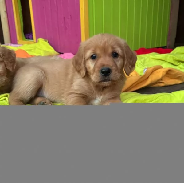 Disponibili cuccioli di Golden Retriever con Pedigree. | Foto 0