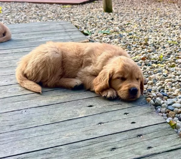 Bellissimi cuccioli di Golden Retriever subito disponibili,  | Foto 0