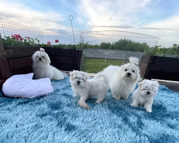 3 Disponiamo cucciolo di maltesino toy intelligentissimo | Foto 7