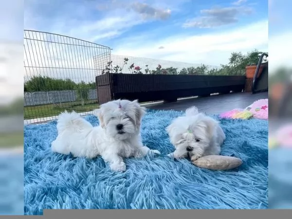 3 Disponiamo cucciolo di maltesino toy intelligentissimo | Foto 0