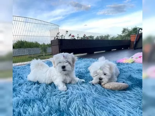 3 Disponiamo cucciolo di maltesino toy intelligentissimo