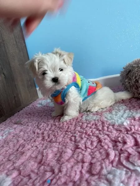 Maltese Bellissimi cuccioli maltese di 3 mesi. maschi e fe... (Biella, Piemon | Foto 1