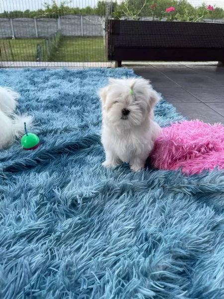Maltese Bellissimi cuccioli maltese di 3 mesi. maschi e fe... (Biella, Piemon | Foto 0