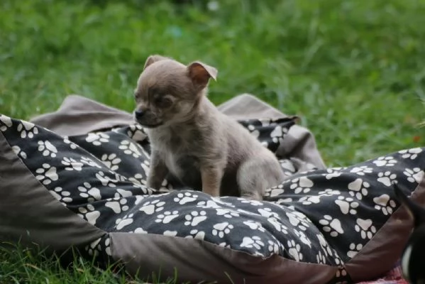Cuccioli di Chihuahua con pedigree | Foto 0
