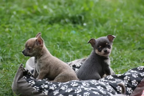Cuccioli di Chihuahua con pedigree