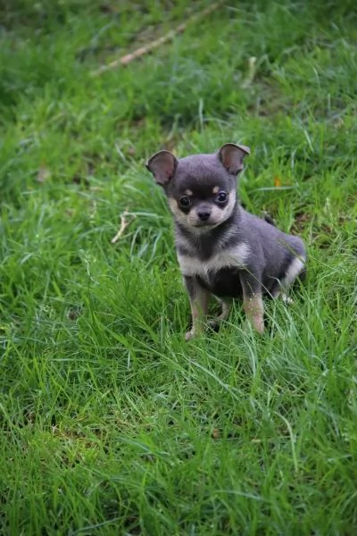 Adorabili cuccioli di chihuahua con tutti i documenti | Foto 1