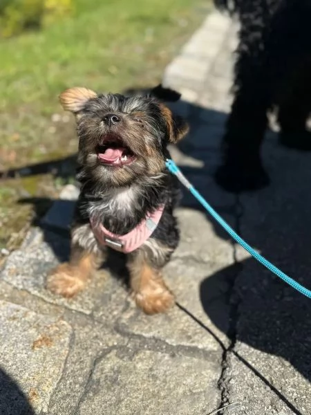 Bellissimi cuccioli di Yorkshire Terrier | Foto 1