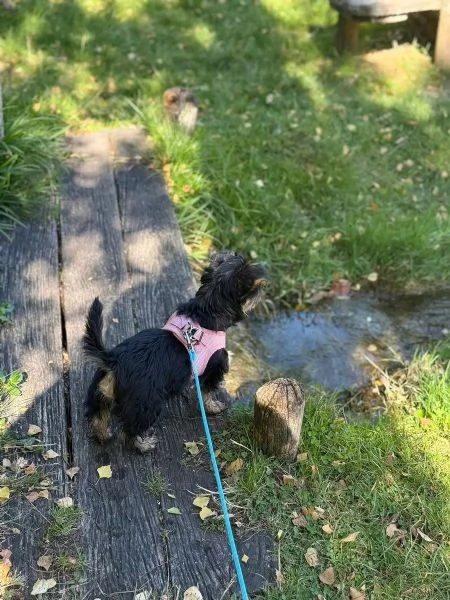 Cuccioli di York Shire di taglia piccola | Foto 0