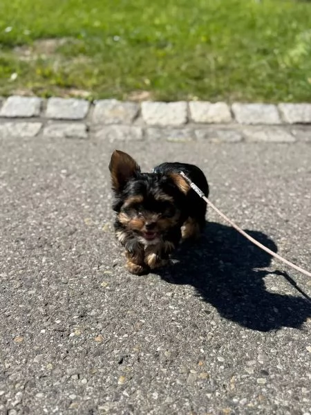 Cuccioli di York Shire di taglia piccola