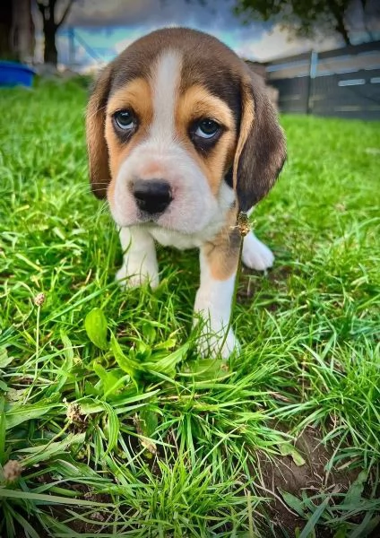 Adorabili cuccioli di Beagle cercano la loro amorevole casa | Foto 0