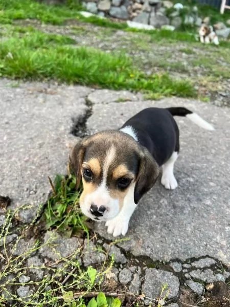 Cuccioli di beagle alta genealogia