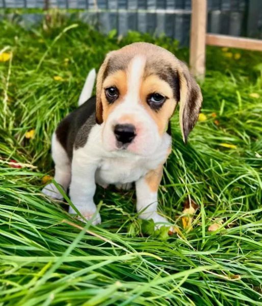 Cuccioli di beagle alta genealogia | Foto 1
