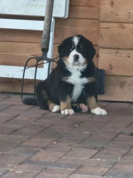 Disponibili Cane Bovaro del Bernese. Maschi e femmine. | Foto 0