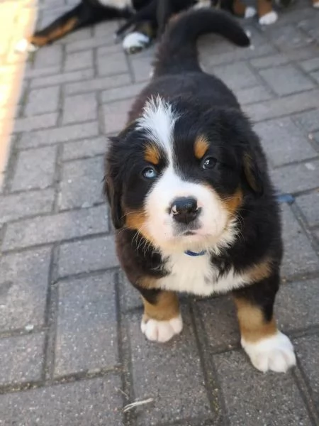 Bellissimi cuccioli di Bernese Sia maschi che femmine disponibili. | Foto 6