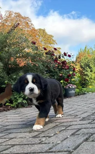 Bellissimi cuccioli di Bernese Sia maschi che femmine disponibili. | Foto 5