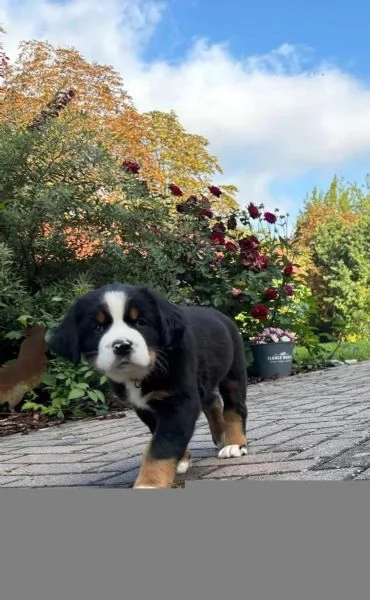 Bellissimi cuccioli di Bernese Sia maschi che femmine disponibili. | Foto 3