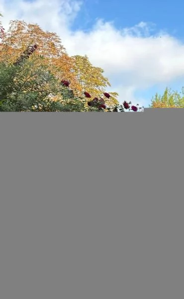 Bellissimi cuccioli di Bernese Sia maschi che femmine disponibili. | Foto 1