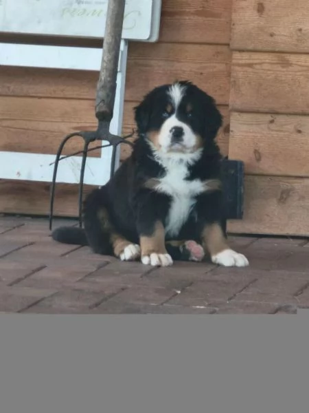 Bellissimi cuccioli di Bernese Sia maschi che femmine disponibili. | Foto 0