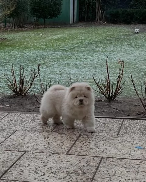 Fantastici Chow Chow maschi e femmine creme | Foto 0