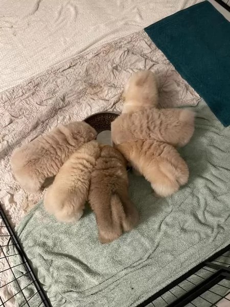 Fantastici Chow Chow maschi e femmine creme