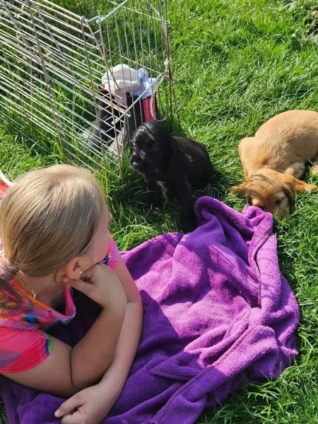 Cuccioli di cocker spaniel inglese | Foto 2