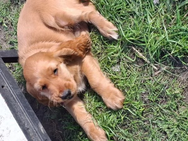 Cuccioli di cocker spaniel inglese
