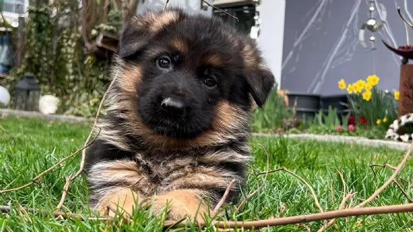 Bellissimi cuccioli di Pastore Tedesco di razza pura con documenti | Foto 0