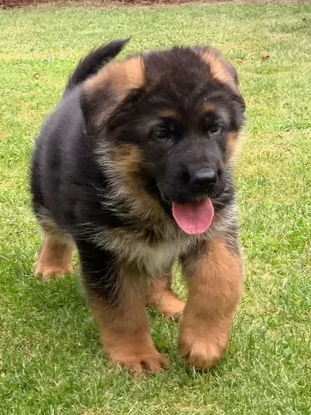 Bellissimi cuccioli di Pastore Tedesco di razza pura con documenti | Foto 1