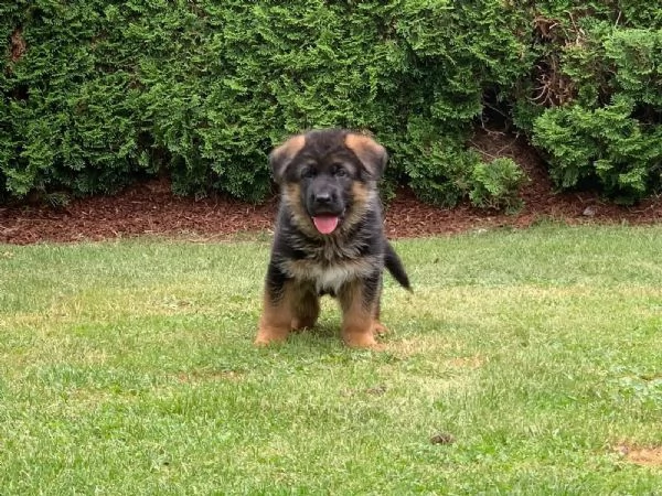 Bellissimi cuccioli di Pastore Tedesco di razza pura con documenti