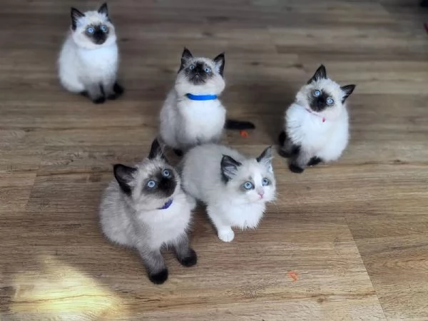 Deliziosa cucciolata di Gattini Ragdoll | Foto 1