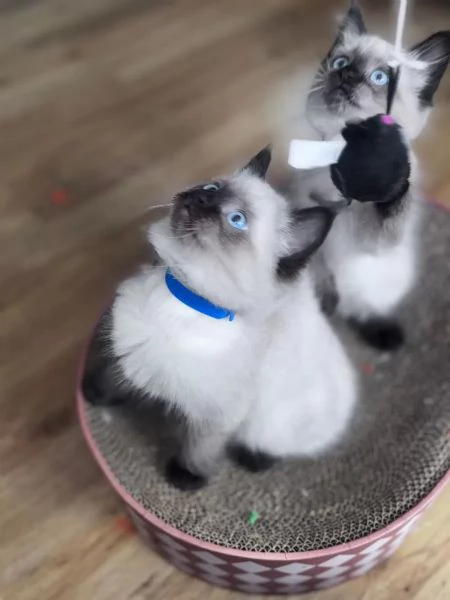 3 Gattini Ragdoll di razza pura in cerca di una nuova casa | Foto 0