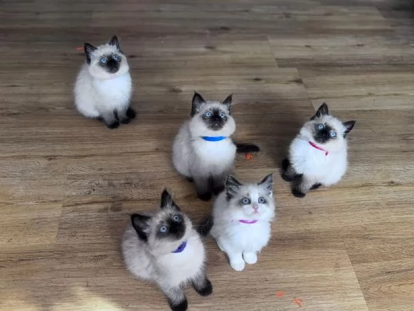 3 Gattini Ragdoll di razza pura in cerca di una nuova casa