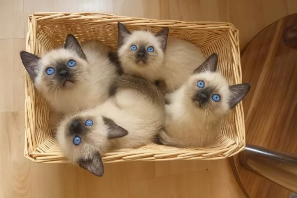 Splendidi cuccioli di thai siamese tradizionale | Foto 1